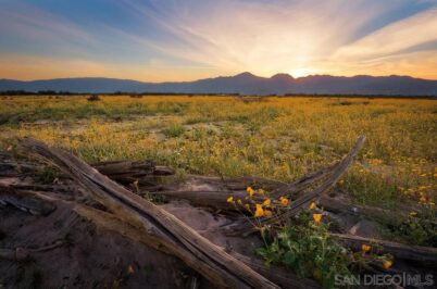 Borrego Springs