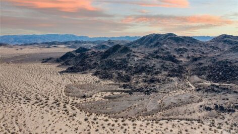 Joshua Tree